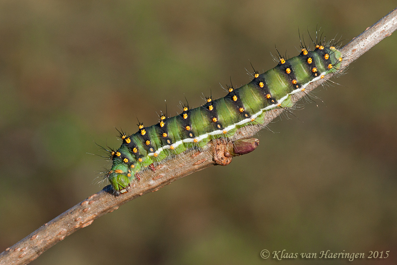 Final instar larva of Saturnia josephinae, Andalucia, Spain. Photo: &copy; Klaas van Haeringen.