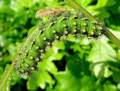 Full-grown larva of Saturnia pavonia, England. Photo: &copy; Tony Pittaway.