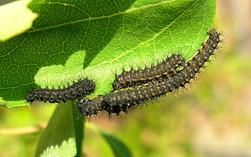 First instar larvae of Saturnia pavonia, England. Photo: &copy; Tony Pittaway.