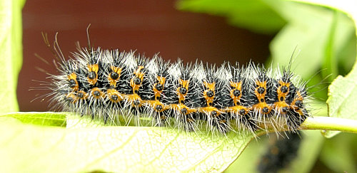 Third instar larvae of Saturnia pavonia, England. Photo: &copy; Tony Pittaway.