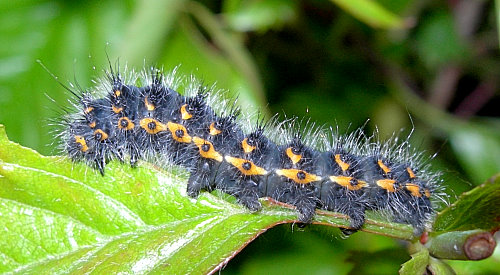 Third instar larvae of Saturnia pavonia, England. Photo: &copy; Tony Pittaway.