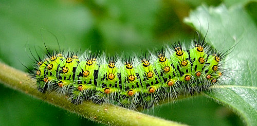 Fourth instar larvae of Saturnia pavonia, England. Photo: &copy; Tony Pittaway.