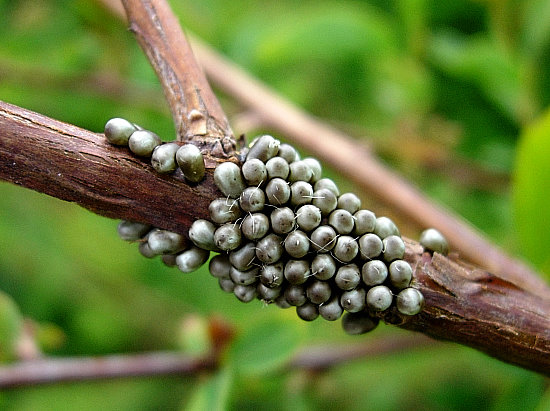 Eggs of Saturnia pavonia, England. Photo: &copy; Tony Pittaway.