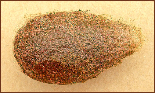 Cocoon of Saturnia pavonia, England. Photo: &copy; Tony Pittaway.