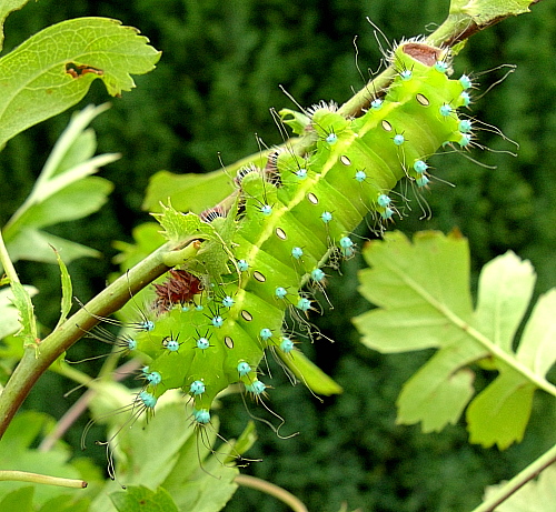 Final instar larva of Saturnia pyri, Italy. Photo: &copy; Tony Pittaway.