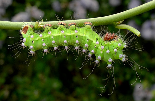 Fourth instar larva of Saturnia pyri, Italy. Photo: &copy; Tony Pittaway.