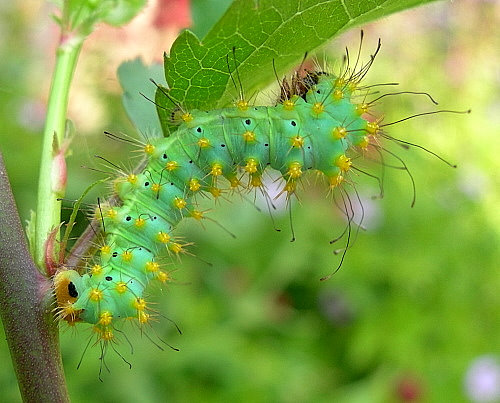 Third instar larva of Saturnia pyri, Italy. Photo: &copy; Tony Pittaway.
