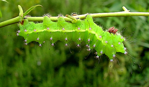 Fourth instar larva of Saturnia pyri, Italy. Photo: &copy; Tony Pittaway.