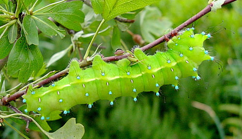 Final instar larva of Saturnia pyri, Italy. Photo: &copy; Tony Pittaway.