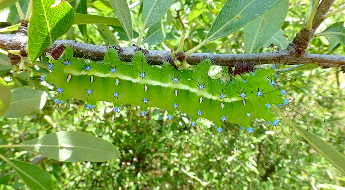 Final instar larva of Saturnia pyri, Lake Kerkini, northern Greece, 7.vi.2013. Photo: &copy; Tony Pittaway.