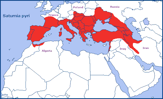 Global distribution of Saturnia pyri. Map: &copy; Tony Pittaway.