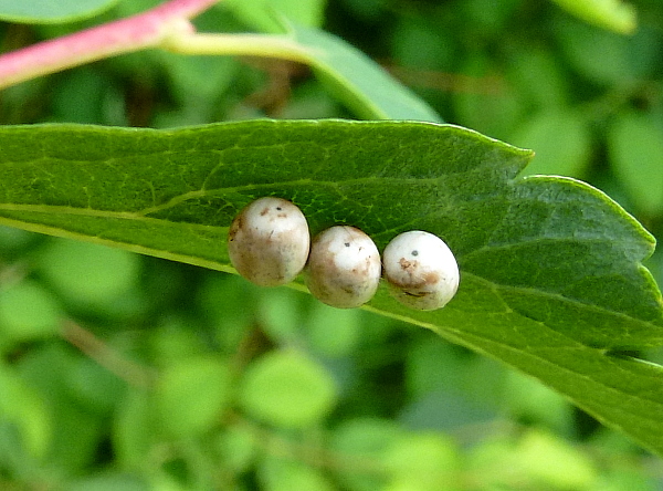 Eggs of Saturnia pyri, Italy. Photo: &copy; Tony Pittaway.