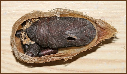 Cocoon and pupa of Saturnia pyri, with Tachinid puparia, Saint Jean de Bu&egrave;ges, France. Photo: St&eacute;phan Dubois.