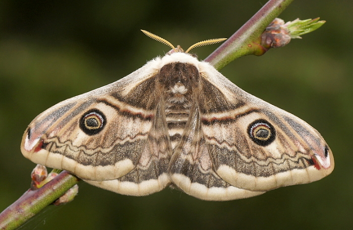 Female Saturnia spini, Bulgaria (Sandanski) x Macedonia (Veles). Photo: &copy; Hynek Habal.