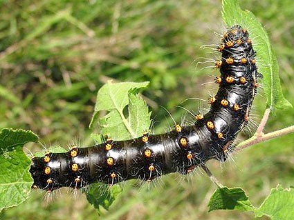 Full-grown larva of Saturnia spini, Volgograd area, Russia, 10.VI.2007. Photo: &copy; V. Schelokov.