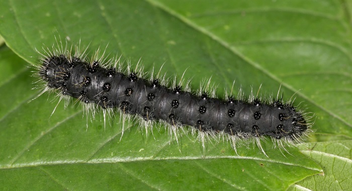 Fourth instar larva of Saturnia spini, Saratov/Volgograd area, southern Russia. Photo: &copy; A. Zagorinsky.