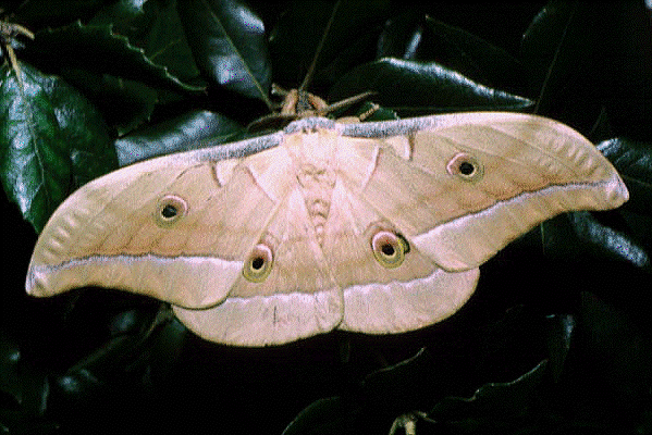 Male Antheraea pernyi, China. Photo: &copy; Tony Pittaway.