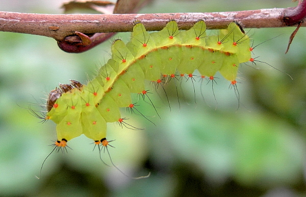 Third instar larva Actias selene selene, Kunming, Yunnan, China, 22.viii.2005. Photo: &copy; Tony Pittaway.