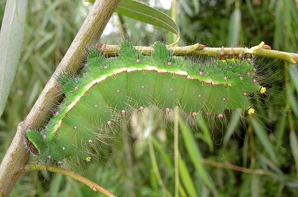 Final instar larva Actias selene selene, Kunming, Yunnan, China, 22.viii.2005. Photo: &copy; Tony Pittaway.