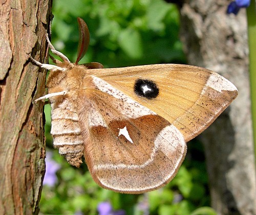 Male Aglia tau (alarmed; underside), Czechia. Photo: &copy; Tony Pittaway.
