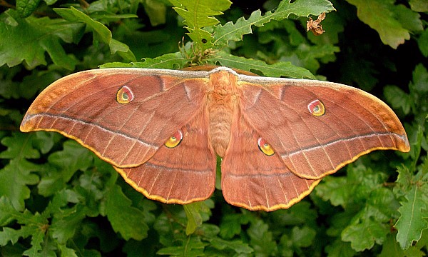 Male Antheraea yamamai (copper-coloured form), Czechia. Photo: &copy; Tony Pittaway.