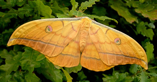 Male Antheraea yamamai (yellow-coloured form), Czechia. Photo: &copy; Tony Pittaway.