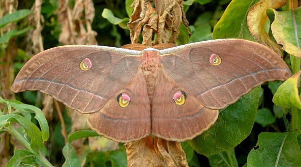Male Antheraea yamamai (brown-coloured form), Czechia. Photo: &copy; Tony Pittaway.