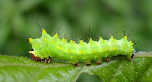 Second instar larva of Antheraea yamamai, Czechia. Photo: &copy; Tony Pittaway.