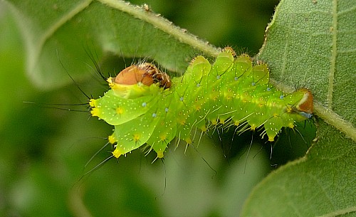 Third instar larva of Antheraea yamamai, Czechia. Photo: &copy; Tony Pittaway.