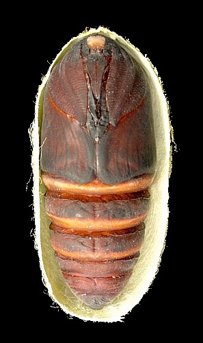 Female pupa of Antheraea yamamai, Czechia. Photo: &copy; Tony Pittaway.