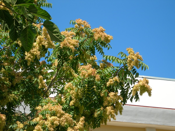 Seeding Ailanthus altissima, the main host of Samia cynthia, Rethymno, Crete. Photo: &copy; Tony Pittaway.