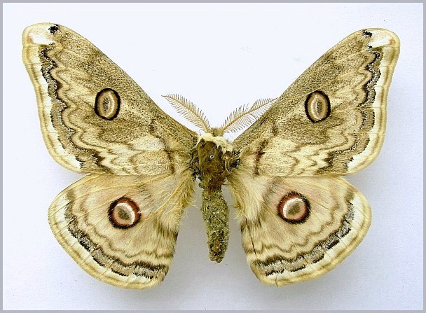 Male Rinaca lindia (pale form, faded), Leh (5000m), Ladakh, Kashmir, India. Photo: &copy; Tony Pittaway, NHMUK