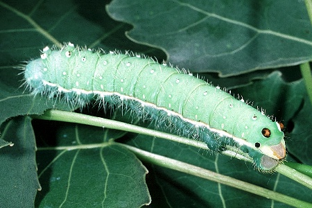 Full-grown larva of Rinaca lindia on Populus, Kashmir, India. Photo: &copy; Ric Peigler