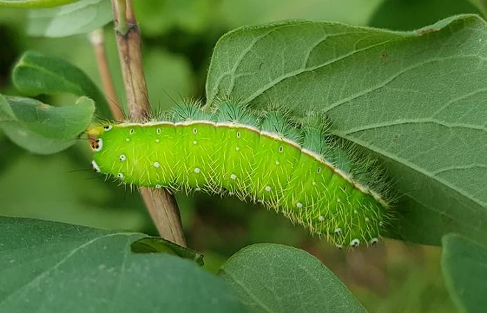 Full-grown larva of Rinaca lindia on Lonicera, Gilgit-Baltistan, Pakistan, 16.vii.2018. Photo: &copy; Serge Yevdoshenko.