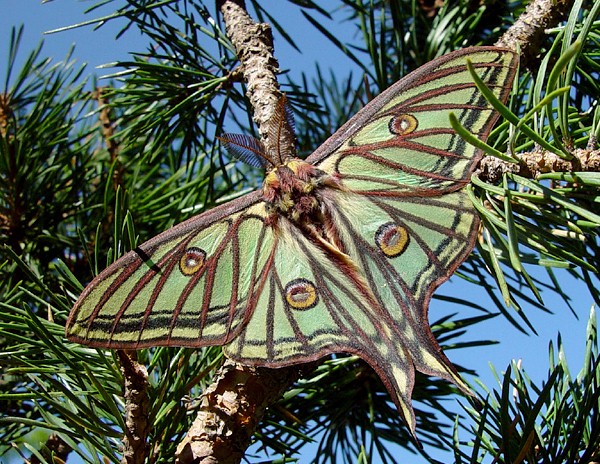 Disturbed male Actias isabellae, Canton Valais, Switzerland. Photo: &copy; Heinz Rothacher.
