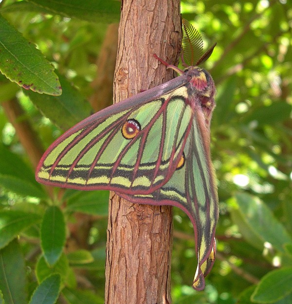 Male Actias isabellae in typical resting position on a small branch, Canton Valais, Switzerland. Photo: &copy; Tony Pittaway.