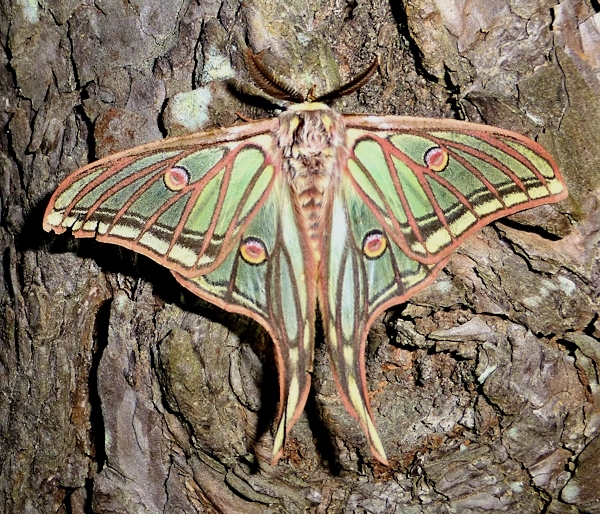 Alert male Actias isabellae, above Ma�anet de Cabrenys, Pyrenees, Catalonia, Spain, 26.v.2016. Photo: &copy; Tony Pittaway.