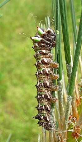 Third instar larva of Actias isabellae, Canton Valais, Switzerland. Photo: &copy; Tony Pittaway.