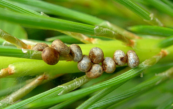 Eggs of Actias isabellae, Canton Valais, Switzerland. Photo: &copy; Tony Pittaway.