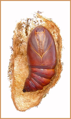 Female pupa of Actias isabellae, Canton Valais, Switzerland. Photo: &copy; Tony Pittaway.