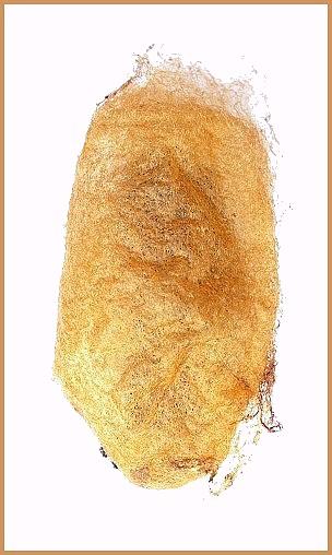 Cocoon of Actias isabellae, Canton Valais, Switzerland. Photo: &copy; Tony Pittaway.