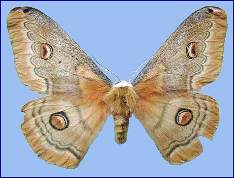 Female Neoris huttoni galeropa (grey form), Talysh District, Transcaucasus (nr Iran). Photo: &copy; Andrey Timchenko.
