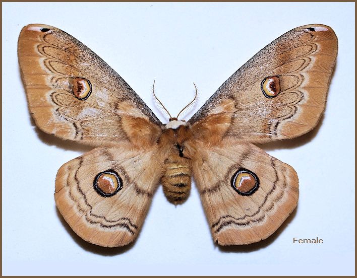 Female Neoris huttoni galeropa, Bast�m village, E. Marzan-Ab�d, Ch�lous road, M�zandar�n Province, N. Iran, 2500m, 23.x.2000, leg. M. D�lsh�d. Photo: &copy; Pay�m Z�hz�d.
