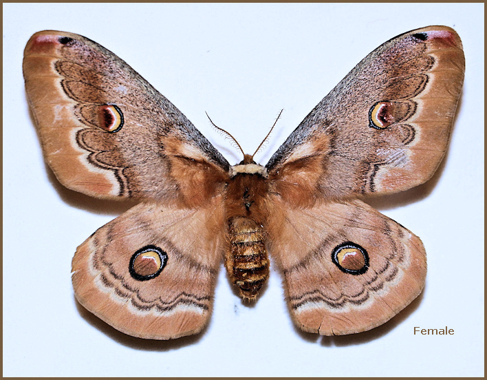 Female Neoris huttoni galeropa (brown form), Bast�m village, E. Marzan-Ab�d, Ch�lous road, M�zandar�n Province, N. Iran, 2500m, 23.x.2000, leg. M. D�lsh�d. Photo: &copy; Pay�m Z�hz�d.