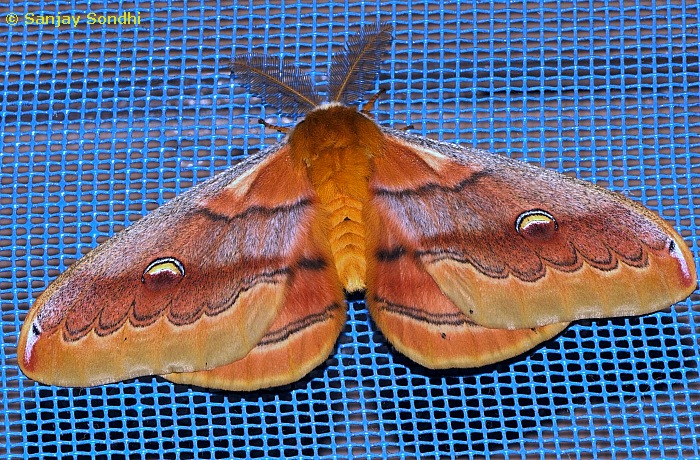 Male Neoris huttoni huttoni (brown form), Chakrata, Dehradun, Uttarakhand, India, 29.x.2008, Photo: &copy; Sanjay Sondhi.