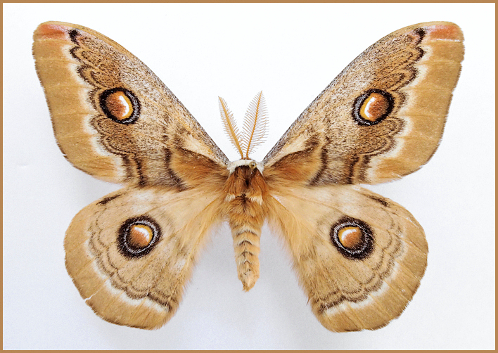 Male Neoris huttoni naessigi (faded), 40km NE Elazig, SE Turkey, ex.p. 10.viii.1991, bred 1993, leg. M. Geck. Photo: &copy; Tony Pittaway.