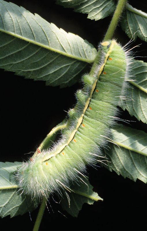 Full-grown larva of Neoris huttoni naessigi, 40km NE Elazig, SE Turkey, ex.p. 10.viii.1991, bred 1993, leg. M. Geck. Photo: &copy; Tony Pittaway.