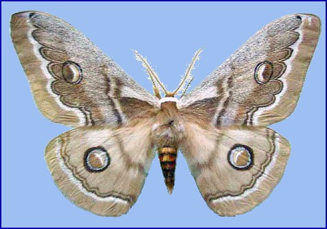 Male Neoris huttoni shadulla, Tian Shan, Uzbekistan, Tashkent Prov. Photo: &copy; Andrey Timchenko.