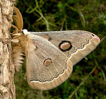 Male Neoris huttoni shadulla (underside), Bishkek, Kyrgyzstan. Photo: &copy; Tony Pittaway.