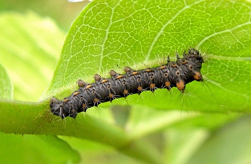 First instar larva of Neoris huttoni shadulla, Bishkek, Kyrgyzstan. Photo: &copy; Tony Pittaway.